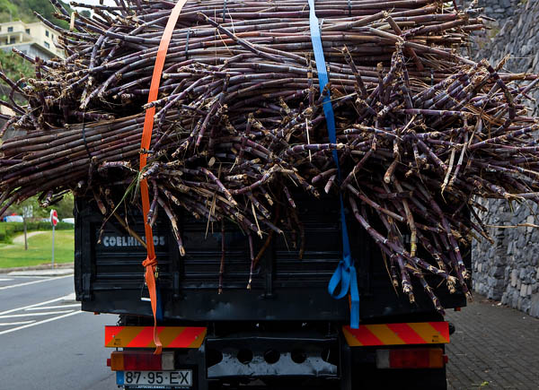 Sugar canes