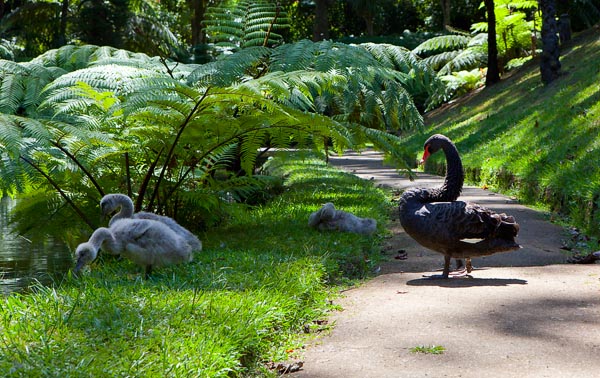 Terra Nostra - Black Swan