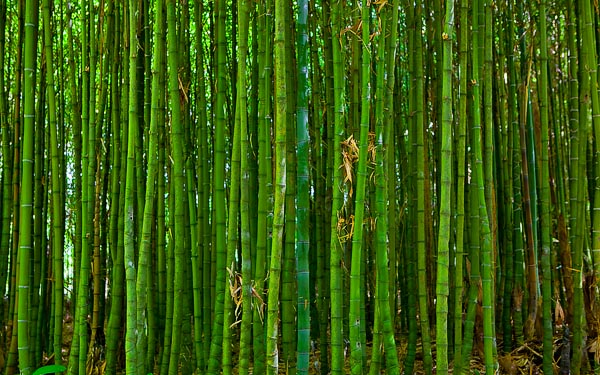 Terra Nostra - Bamboo