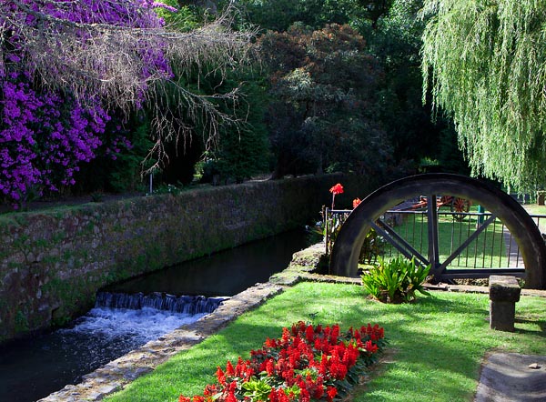 Furnas - Bouganvillea