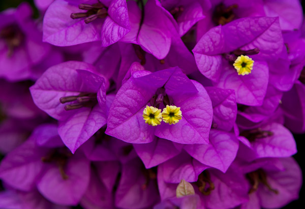 Furnas - Bouganvillea 2
