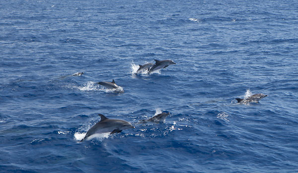 Dolphins04